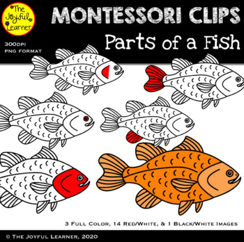 Preview of Clip Art: Parts of a Fish (clip art for making Montessori 3-part cards, etc.)