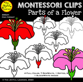 Clip Art: Parts of a Flower (clip art for making Montessor