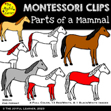 Clip Art: Parts of a Horse/Mammal