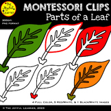 Clip Art: Parts of a Leaf (for making science materials, s