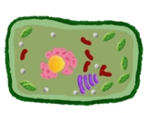 Clip Art - Plant Cell Bundle