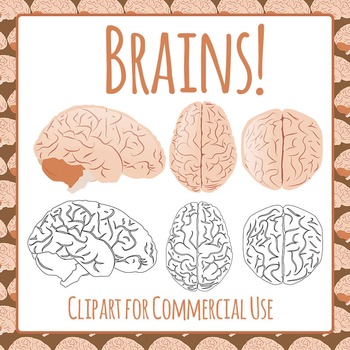 Realistic Brains Thinking Mind Anatomy Human Body Clip Art Clipart