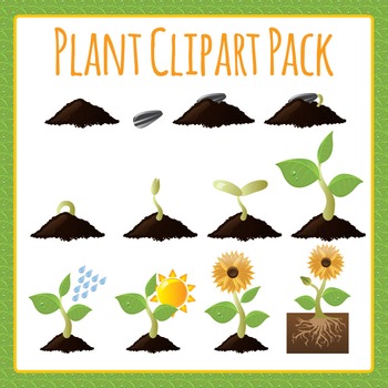 Preview of Flowering Plant Stages / Growth / Sequence / Life Cycle Clip Art / Clipart Set