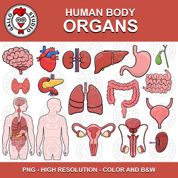 Clipart Human Body Organs Órganos Cuerpo Humano Color BW by Gallo Studio