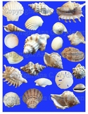 Clipart - Sea Shells, Sea Stars, and Other Nautical Items