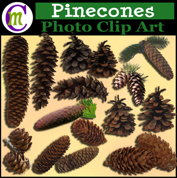 Preview of Pinecones Clip Art