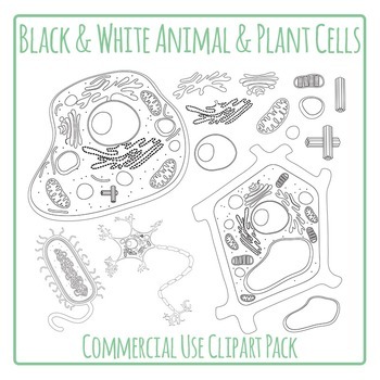 Plant and Animal Cells Diagrams Black & White Science Clip Art / Clip Art