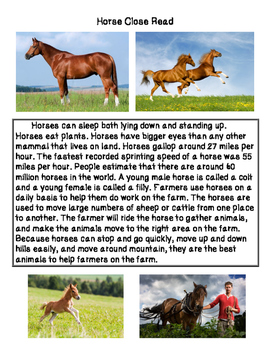 informative essay on horses
