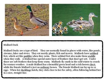 Preview of Close Reading ~ Mallard Duck: Expository Text Response and Understanding