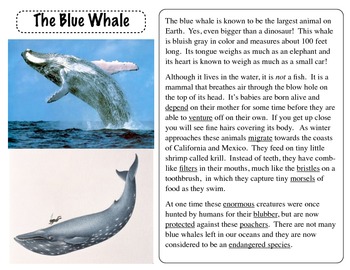 easy essay on blue whale