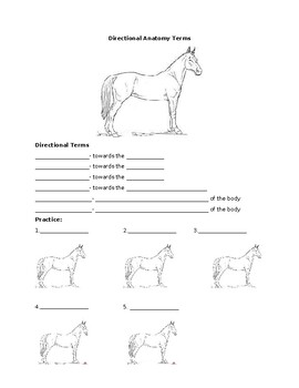 Preview of Equine/Animal/Agriscience Cloze Notes- Directional Anatomy