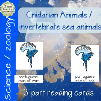 Preview of Cnidarian Animals / Invertebrate Marine Animals