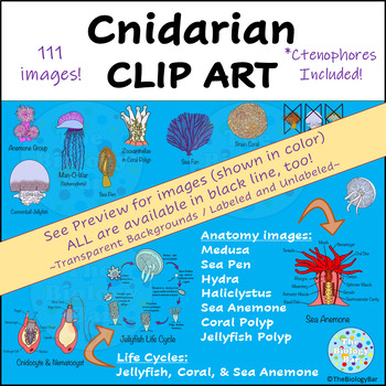 Preview of Cnidarian Jellyfish Coral Clip Art Biology Life Science