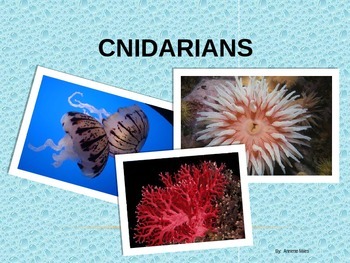 cnidarians characteristics