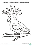 Cockatoo Poster and Colour In Worksheet, Australian Animal Bird
