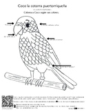 FREE Coco Puerto Rican Parrot Coloring Page