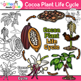 Cocoa Plant Life Cycle Clipart: Bean Diagram Clip Art, Bla