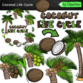Preview of Coconut Life cycle Clip Art/ Plant life cycle clipart commercial use