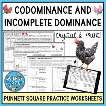 Preview of Codominance and Incomplete Dominance Punnett Squares Practice Worksheets