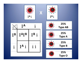 Codominance and Blood Types: Punnett Square Generator by Haney Science