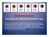 Codominance and Blood Types: Punnett Square Generator