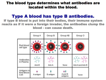 what dominance is blood type
