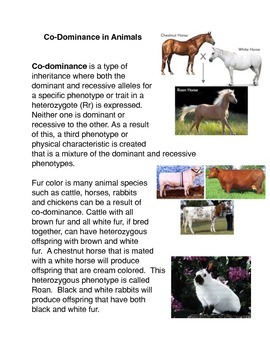 codominance examples in animals