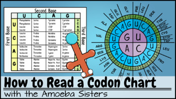 Codon Chart Video Companion Answer Key by The Amoeba Sisters (Answer Key)