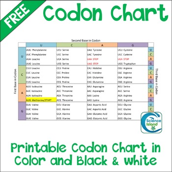 Transcription Translation And Codon Chart Practice
