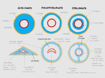 Preview of Coeloms: A Visual Guide to Body Cavities