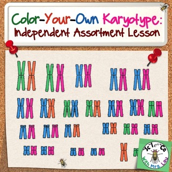Preview of Color Your Own Karyotype: Independent Assortment Lesson for High School Biology
