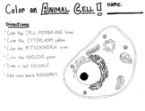 Color an Animal Cell