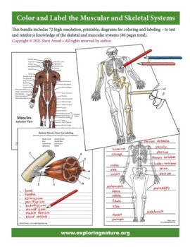 Preview of Color and Label the Muscular and Skeletal Systems -