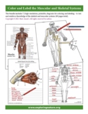 Color and Label the Muscular and Skeletal Systems -