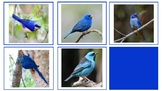 Color sorting - Birds of Brazil