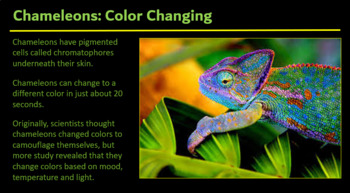 Colorful Chameleons: Fun Facts by Art Kids | TPT