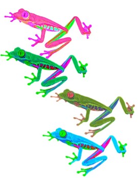 red eyed tree frogs jumping clipart