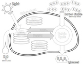 Coloring Page: Reactions of Photosynthesis