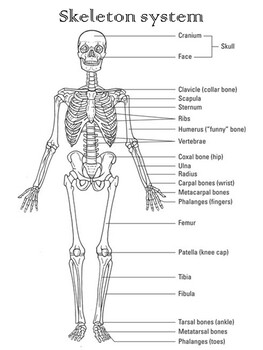 Coloring skeleton : label its! , sekeleton system science by Thikamporn ...