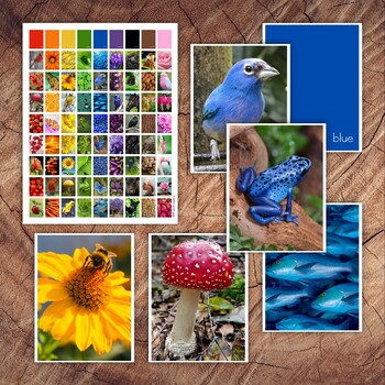 Preview of Colours in Nature Preschool Colour Sorting Cards