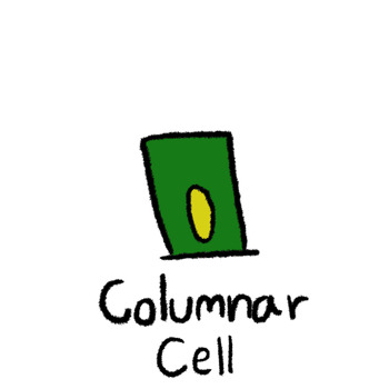 Preview of Columnar cell