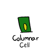 Columnar cell