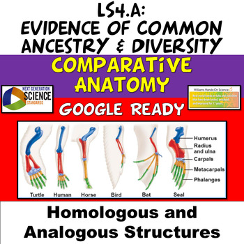 Preview of Common Ancestry NGSS LS4.A Worksheet Digital 