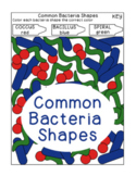 Common Bacteria Shapes