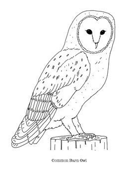 Owls Coloring Sheet – Made by Joel