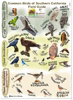 Preview of Common Birds of Southern California Field Guide (2 pages)