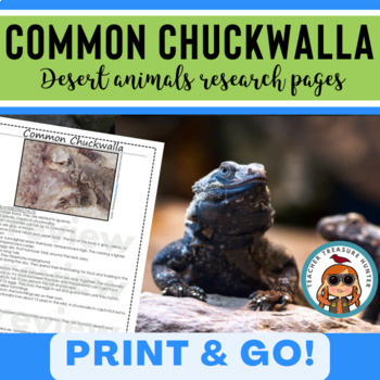 Common Chuckwalla lizard information page for desert animal research