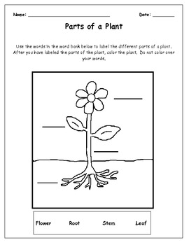 Common Core Aligned Unit: Plants (grades 1-3) | TPT