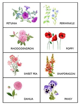 Flashcards – Common Flowers by La Paloma | TPT