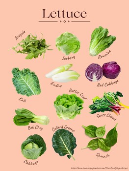 Preview of Common Lettuce Food Identification Sheet Kitchen Basics